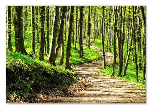 Tablou din Sticlă Calea în pădure
