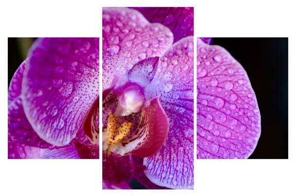 Tablou detailat cu floare de orhidee (90x60 cm)