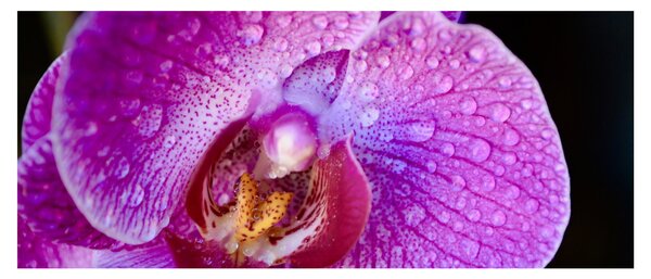 Tablou detailat cu floare de orhidee (120x50 cm)