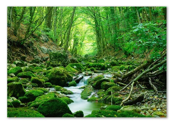 Tablou Printat Pe Sticlă Stream în pădure