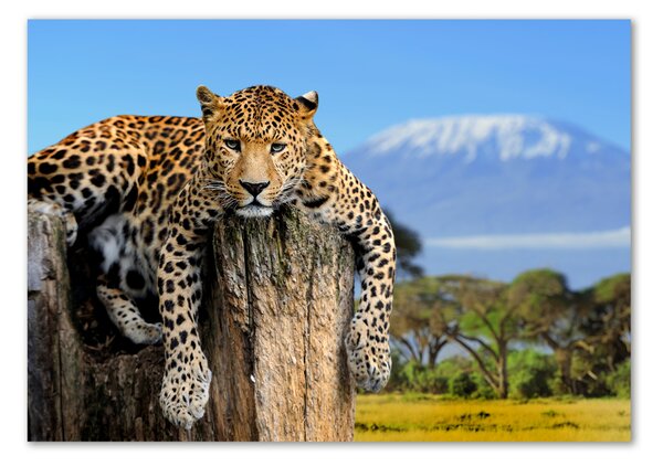 Tablou din Sticlă Leopard pe un ciot de copac