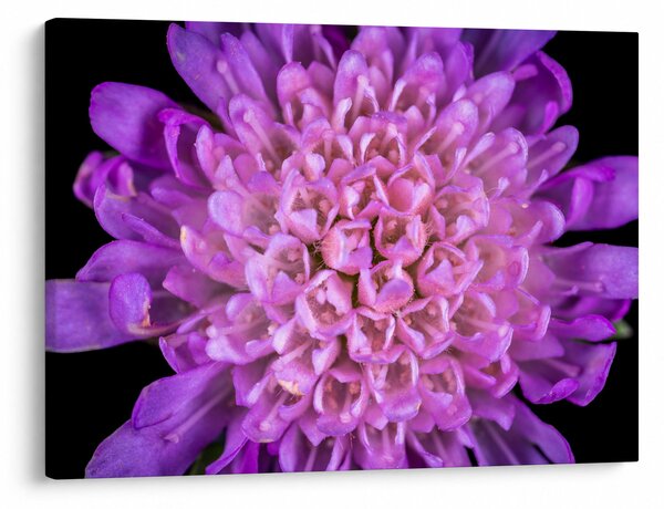 Tablou detailat cu floare (70x50 cm)