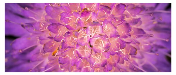 Tablou detailat cu floare (120x50 cm)