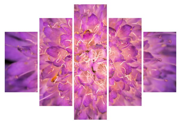Tablou detailat cu floare (150x105 cm)