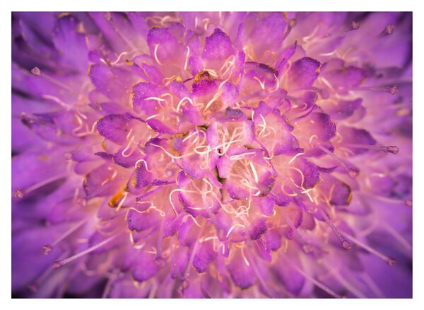 Tablou detailat cu floare (70x50 cm)
