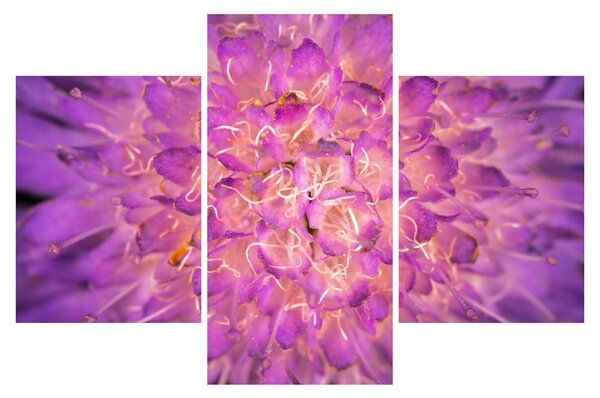 Tablou detailat cu floare (90x60 cm)