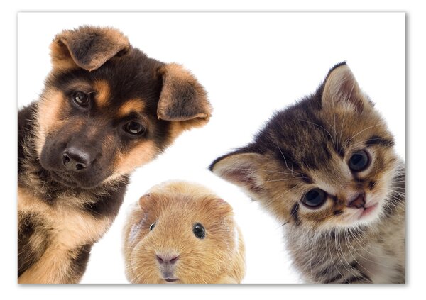 Tablou pe pe sticlă Animale de companie