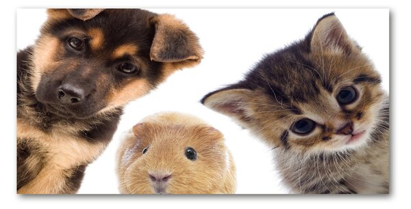 Tablou pe pe sticlă Animale de companie