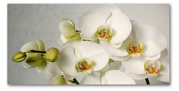 Fotografie imprimată pe sticlă alb orhidee