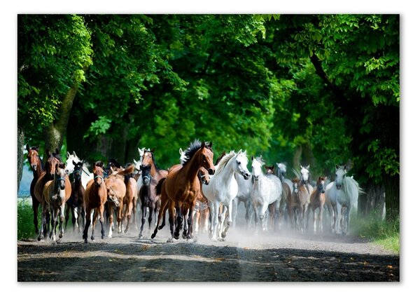 Fotografie imprimată pe sticlă galopantă Cai