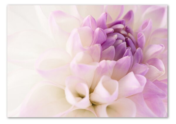 Tablou Printat Pe Sticlă Dahlia alb