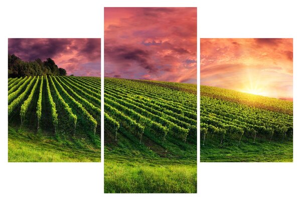 Tablou cu vie cu cerul color (90x60 cm)