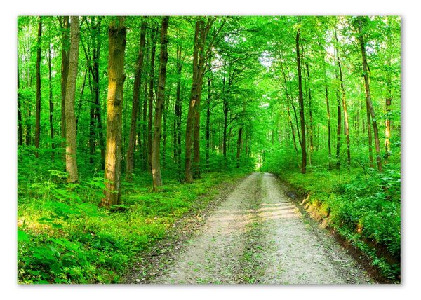 Imagine de sticlă Copaci în pădure