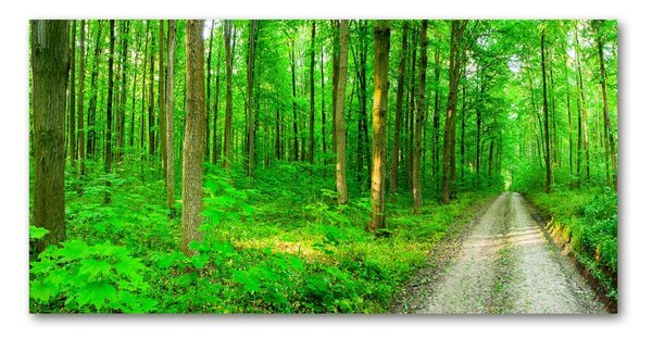 Imagine de sticlă Copaci în pădure