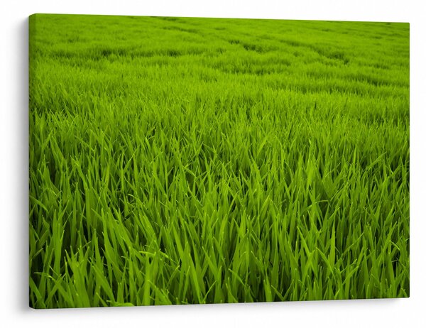Tablou cu iaraba (70x50 cm)