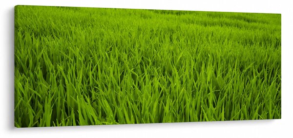 Tablou cu iaraba (120x50 cm)