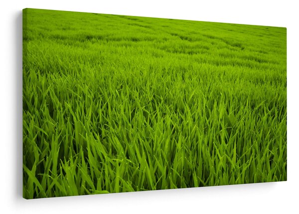 Tablou cu iaraba (90x60 cm)