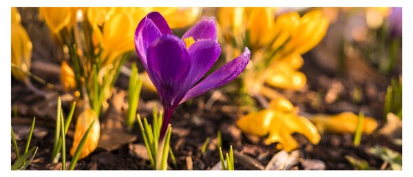 Tablou cu floare violetă (120x50 cm)