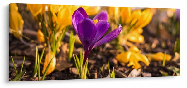 Tablou cu floare violetă (120x50 cm)