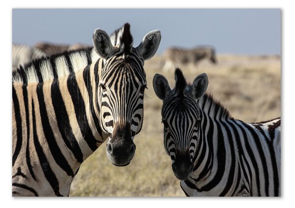 Tablou din Sticlă două zebre