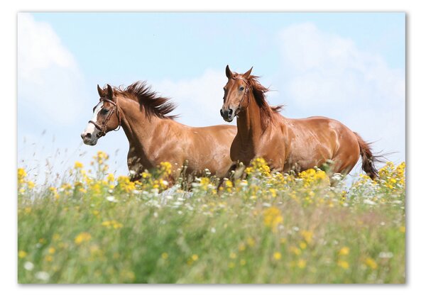 Tablou sticlă Doi cai în galop