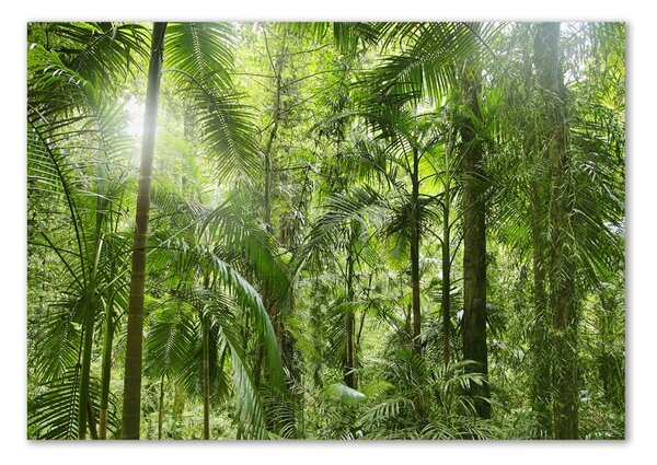 Fotografie imprimată pe sticlă padure tropicala
