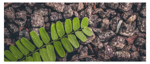 Tablou cu planta verde (120x50 cm)