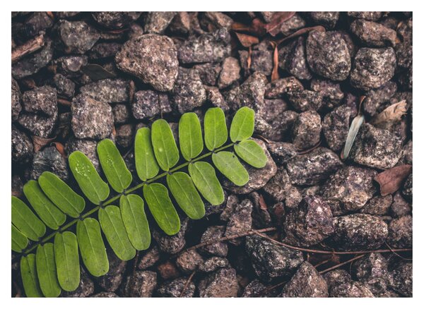 Tablou cu planta verde (70x50 cm)