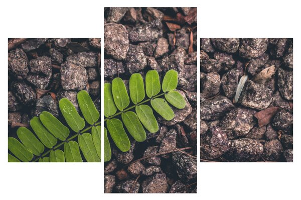 Tablou cu planta verde (90x60 cm)
