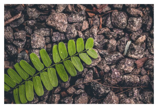 Tablou cu planta verde (90x60 cm)