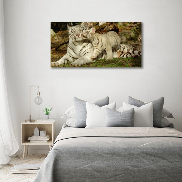 Fotografie imprimată pe sticlă Tigers