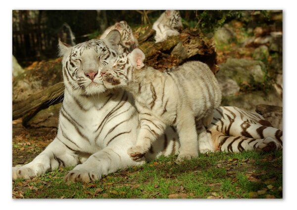 Fotografie imprimată pe sticlă Tigers
