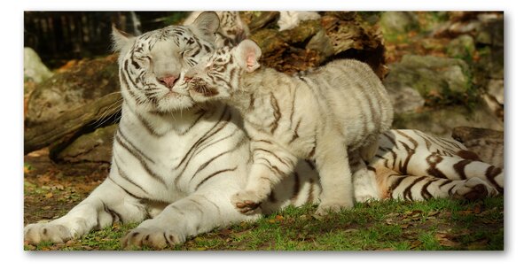 Fotografie imprimată pe sticlă Tigers
