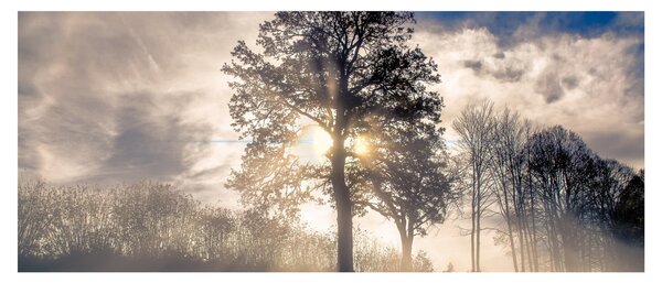 Tablou cu copac în ceață (120x50 cm)
