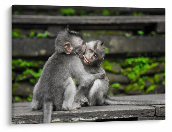 Tablou - maimuțica (70x50 cm)