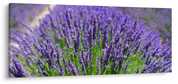 Tablou - lavanda (120x50 cm)