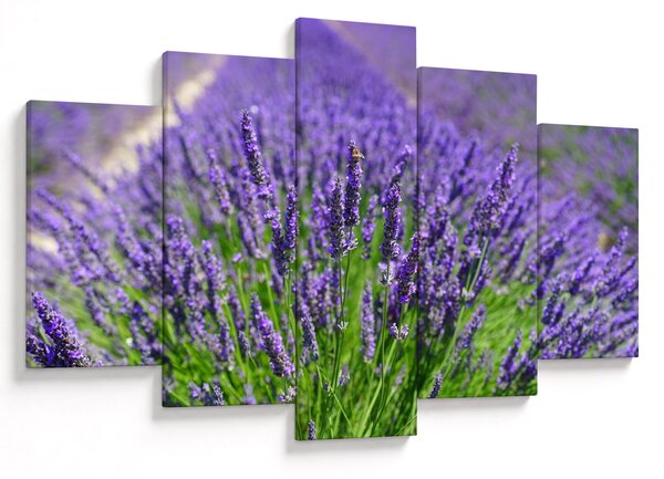 Tablou - lavanda (150x105 cm)