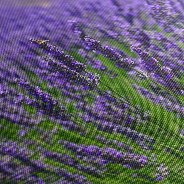 Tablou - lavanda (150x105 cm)