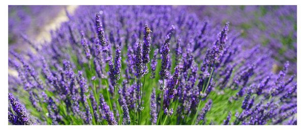 Tablou - lavanda (120x50 cm)