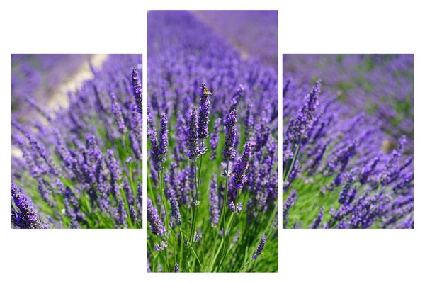 Tablou - lavanda (90x60 cm)