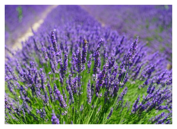 Tablou - lavanda (70x50 cm)