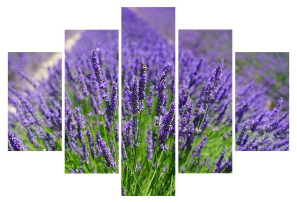 Tablou - lavanda (150x105 cm)
