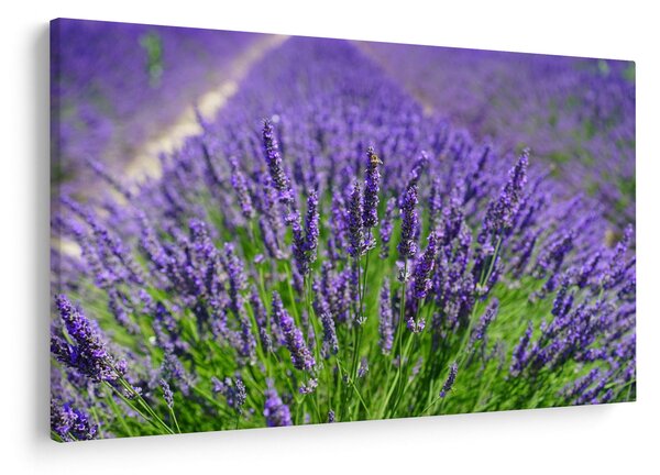 Tablou - lavanda (90x60 cm)