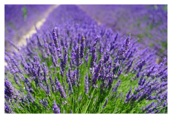 Tablou - lavanda (90x60 cm)