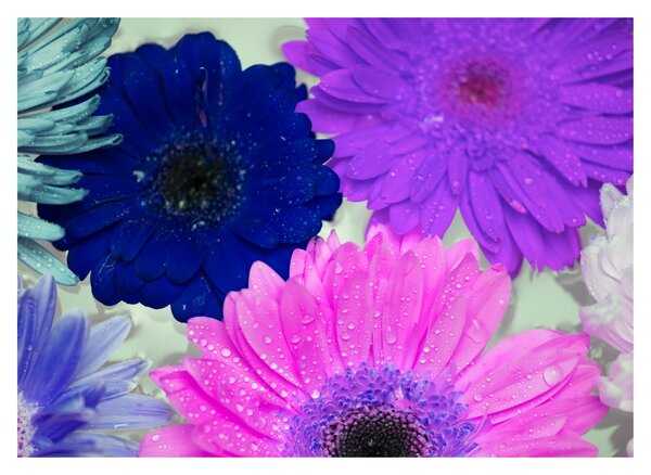 Tablou cu flori colorate (70x50 cm)