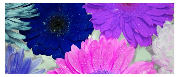 Tablou cu flori colorate (120x50 cm)