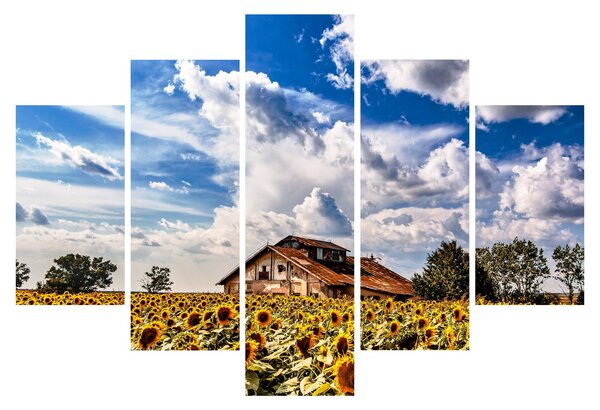 Tablou cu câmp de floarea soarelui (150x105 cm)