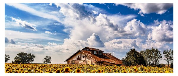 Tablou cu câmp de floarea soarelui (120x50 cm)