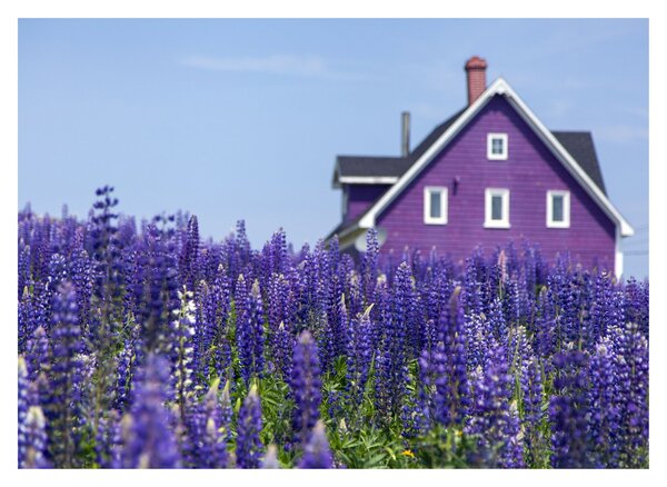 Tablou cu câmp de lavanda (70x50 cm)