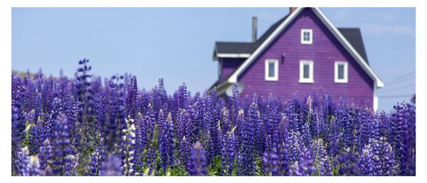 Tablou cu câmp de lavanda (120x50 cm)